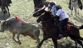 Toros criollos encienden las tradicionales corralejas en el norte de Colombia