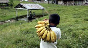 Un niño del pueblo shawi en la comunidad de Fray Martín, Perú, transporta plátanos.