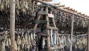 Secaderos de bacalao