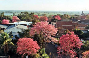 Los lapachos floridos de Paraguay cuando el invierno empieza a marcharse.

