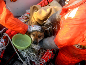 Perro rescatado en Japón 21 días después del tsunami