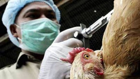 FAO alerta de que erradicar el virus de la gripe aviar llevará una década