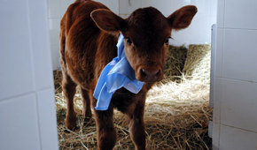 Rosita, la vaca clonada por el Estado, nació en Balcarce, Provincia de Buenos Aires y produce leche maternizada.
