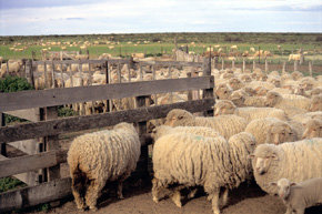 Ovejas en Chubut, Argentina