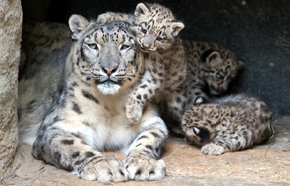 Zoo de Basilea presenta trillizos de leopardo