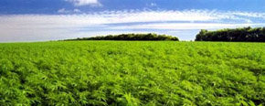 Una plantación de marihuana