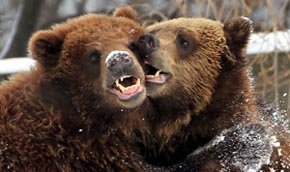 Ucrania planea crear un centro para osos alcohólicos