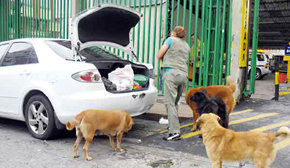 Una mujer alimenta perros callejeros en algún punto de Madrid...