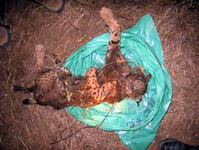 Cadáver del lince abatido por cazadores