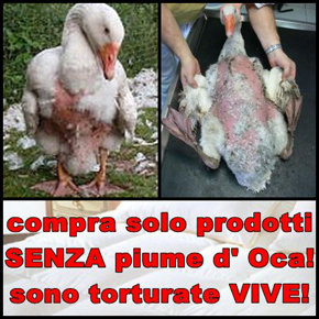 Crueldad contra Ocas, patos y gansos