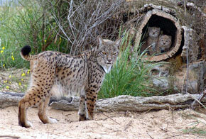 El programa de cría del lince bate su récord este año con 25 cachorros vivos