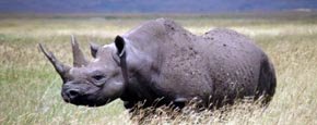 Rinoceronte negro occidental, recién declarado extinto