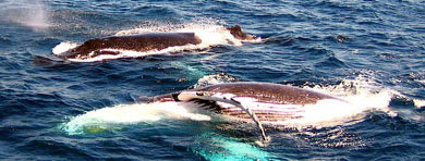 Fotografía cedida por la organización ecologista Shepherd Conservation Society de ballenas jorobadas en aguas australianas 

