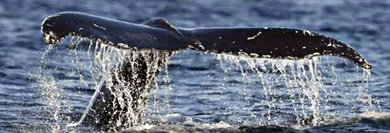 Japón pide el apoyo legal en EEUU para poder iniciar la temporada de caza de ballenas
 
