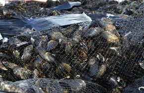 Mejillón en bolsas para fresco en un puerto arousano