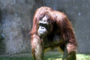 Los orangutanes podrían ayudar a comprender mejor la obesidad y los trastornos de alimentación en las personas