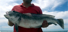 El salmón, un fuerte atractivo turístico de Chile...