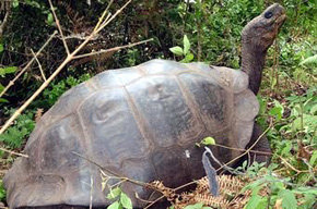 Una especie de tortuga gigante extinta hace 150 años 'resucita' en Galápagos