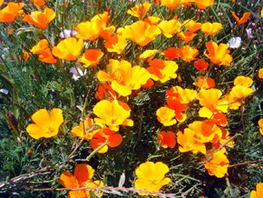 Poderosas esencias florales chilenas se toman la terapia floral