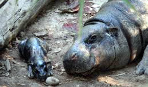 Nace cría de hipopótamo pigmeo en Buin Zoo, la primera de 2012 en Sudamérica