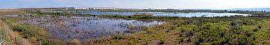 Durante 2011 la Laguna de Meco sigue incrementando notablemente su número de especies 