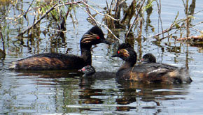 Durante 2011 la Laguna de Meco sigue incrementando notablemente su número de especies 