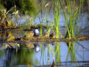 Durante 2011 la Laguna de Meco sigue incrementando notablemente su número de especies 