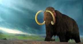 Restos de mamuts lanudos informan sobre la temperatura en la Península hace 40.000 años