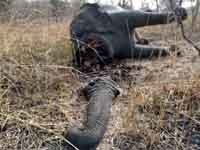 Los furtivos matan a más de 200 elefantes en Camerún