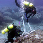 La isla de Rarotonga monitorea las algas que producen toxinas y representan un riesgo de salud pública. Flickr/ NOAA Photo Library

