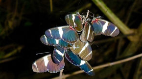 Descubren que la mariposa de enredadera de maracuyá duerme en grupo por su seguridad