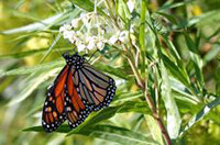 Las mariposas monarca cruzan el Atlántico y se instalan en Andalucía