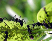 PLoS Biology’. Las hormigas se curan entre ellas