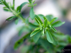 Stevia - Las increíbles Propiedades de la Stevia