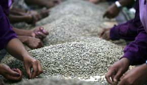 El grano de café verde combinado con dieta y ejercicio, ayuda a perder peso