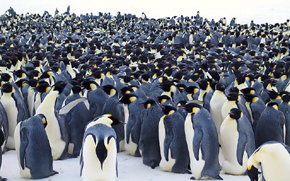 Primer censo de pingüinos emperador desde el espacio