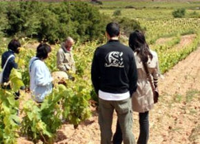 Más de 1,5 millones de visitantes registraron en 2011 las rutas del vino españolas
