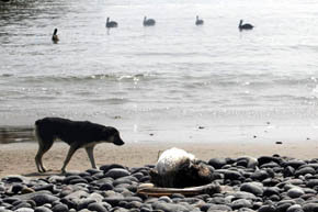 Alerta sanitaria y misterio en Perú por la muerte masiva de delfines y pelícanos