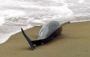 Perú. Según ONG’s la muerte de delfines es debido a las ondas sonoras de las prospecciones petrolíferas