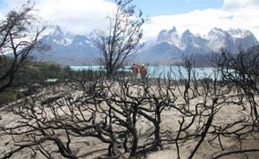 Reforestemos Patagonia