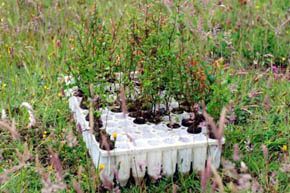 Reforestemos Patagonia