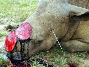 África. Campañas contra la caza furtiva de rinocerontes