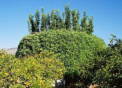 El Parany