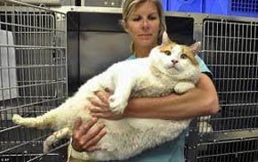 Muere Meow, el gato más gordo del mundo