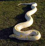 Como ésta era la serpiente comprada por internet