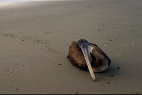 Las aves marinas agonizan en Perú ante un Gobierno incapaz de salvarlas 
