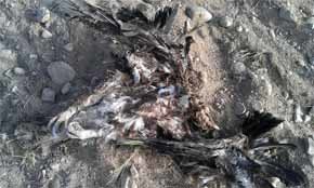 Aparece de nuevo un águila real electrocutado en un tendido eléctrico de La Moraña (Ávila)
