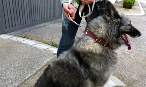 Jerusalén registrará el ADN de perros para identificar las heces en la calle y multar a los dueños