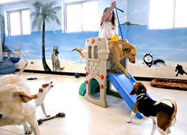 Las residencias (temporales) para Mascotas
