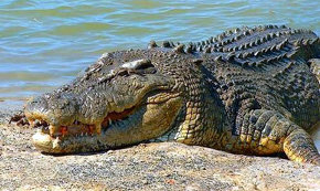 Australia se plantea autorizar los safaris de cocodrilos para promover el turismo